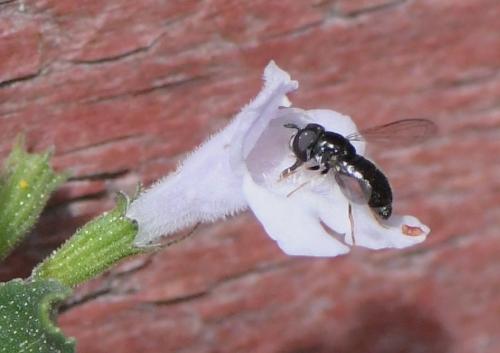 Réf. 241 320 : Paragus sp.